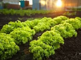 Difference between organic gardening and permaculture- Techweu