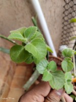 vivo T1 5G camera samples